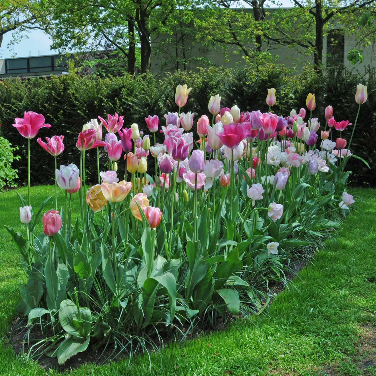 Tutti Tulpi Romantico - Mixes - Fluwel