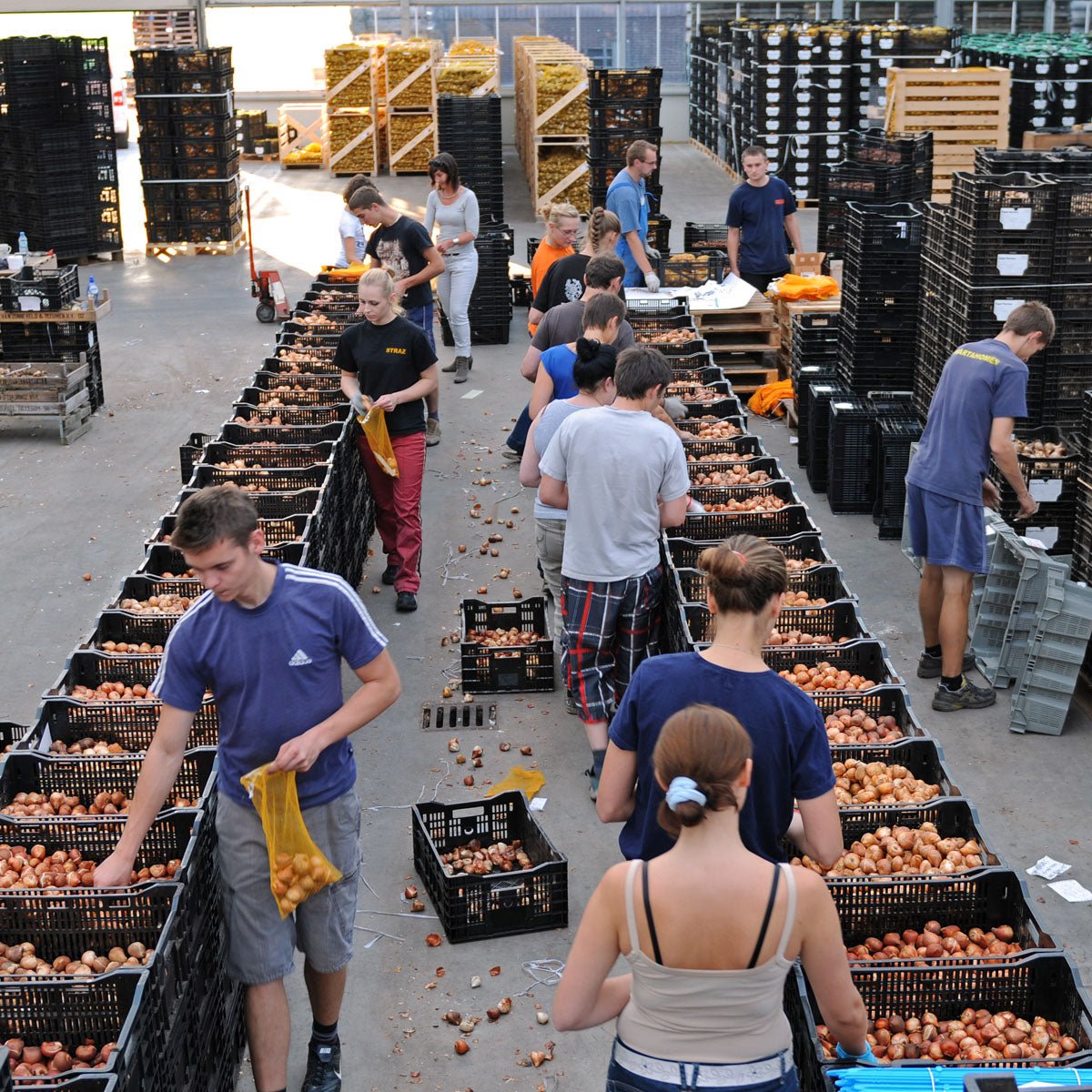 Tutti Tulpi Romantico - Mixes - Fluwel