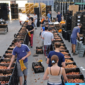 Tutti Tulpi Romantico - Mixes - Fluwel