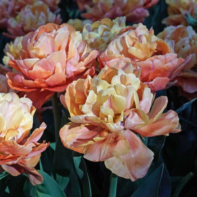Valdivia - Tulips - Fluwel