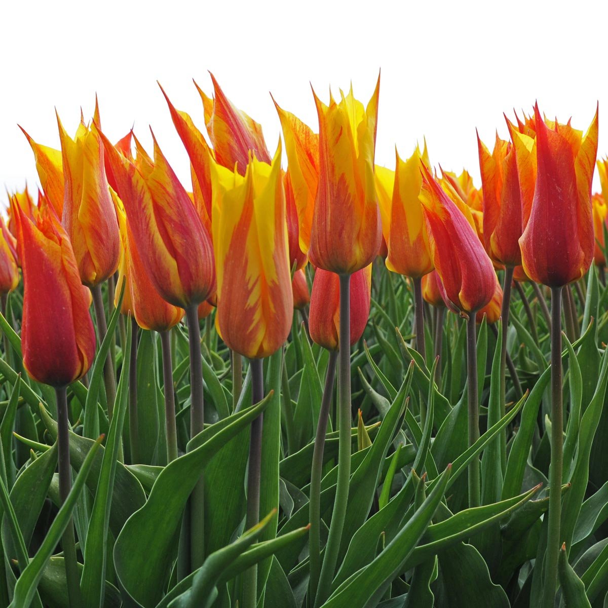 Vendee Globe - Tulips - Fluwel