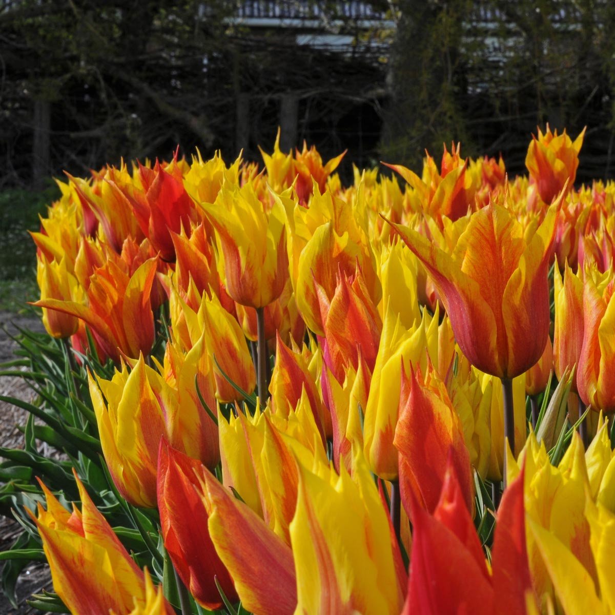 Vendee Globe - Tulips - Fluwel