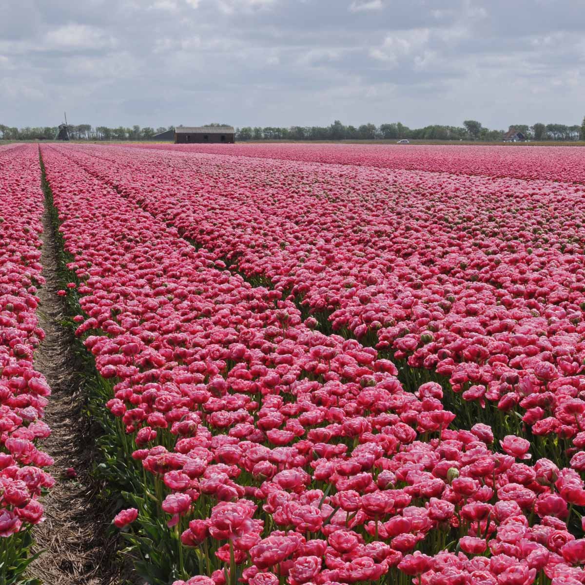 Wedding Gift - Tulips - Fluwel