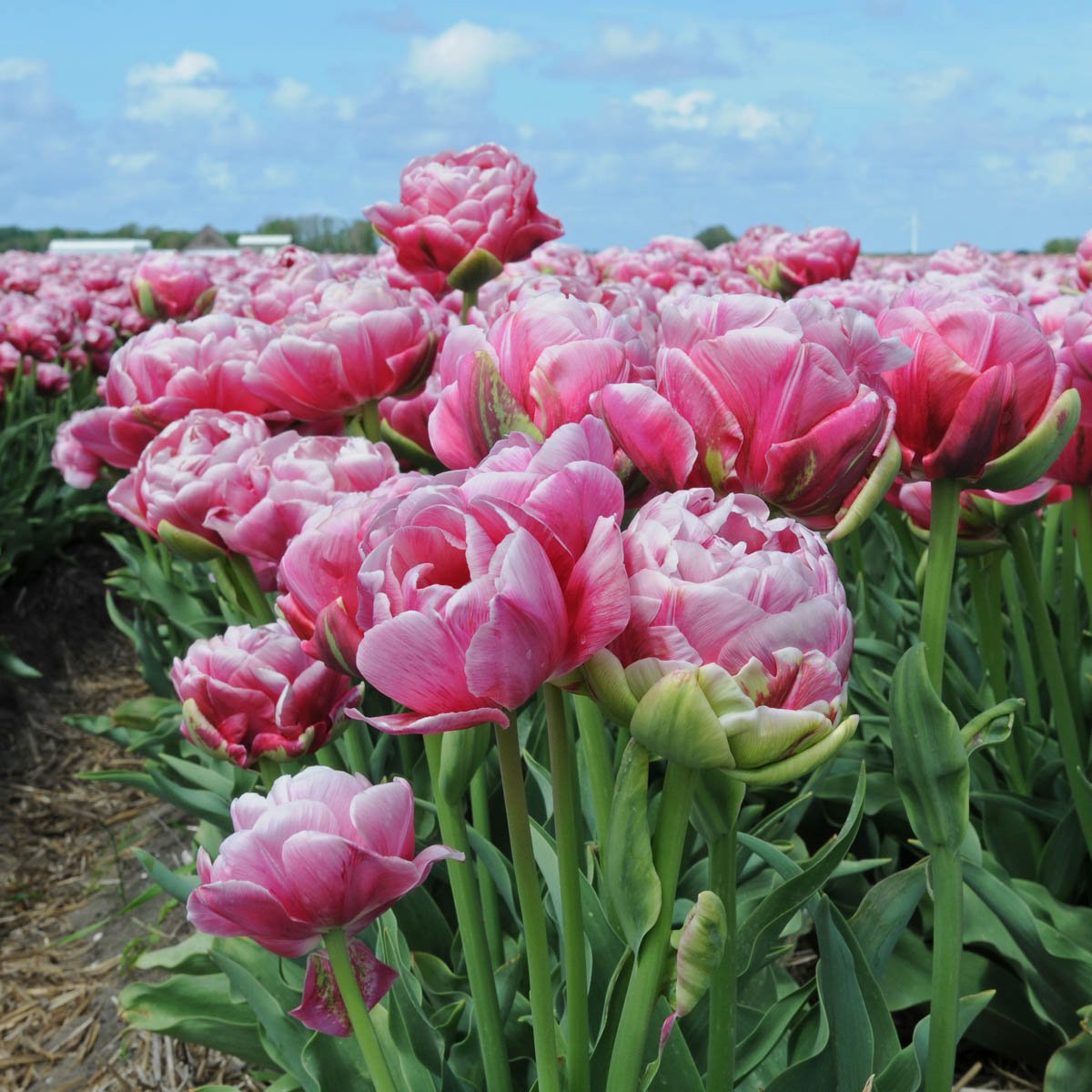 Wedding Gift - Tulips - Fluwel