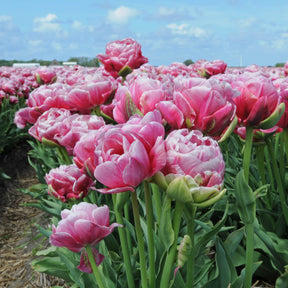 Wedding Gift - Tulips - Fluwel