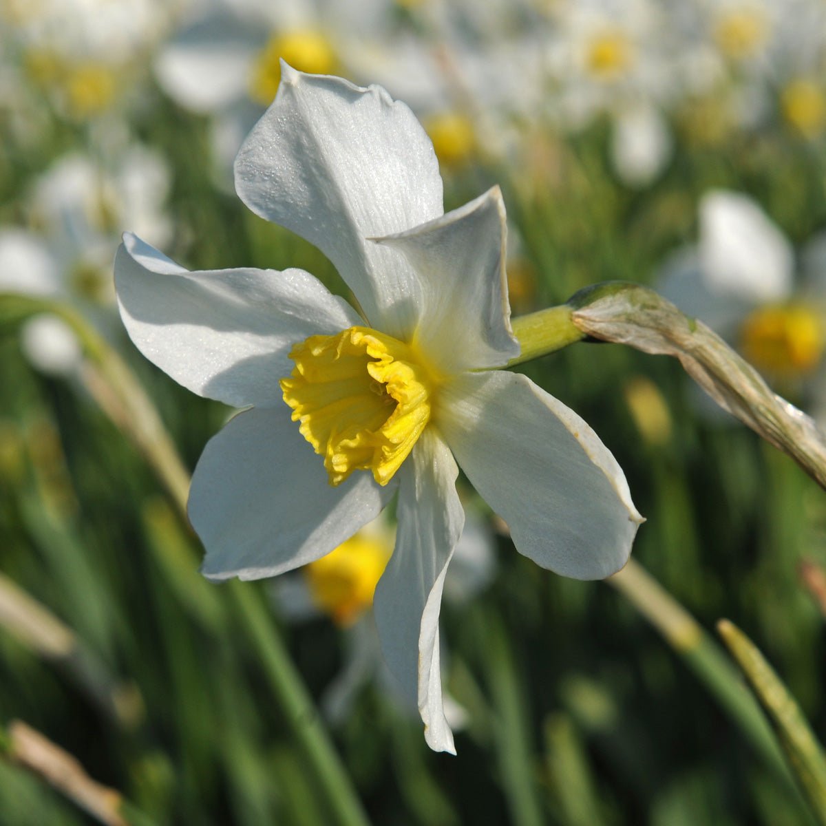 White Lady - wit-gele Small-cupped narcis - Fluwel