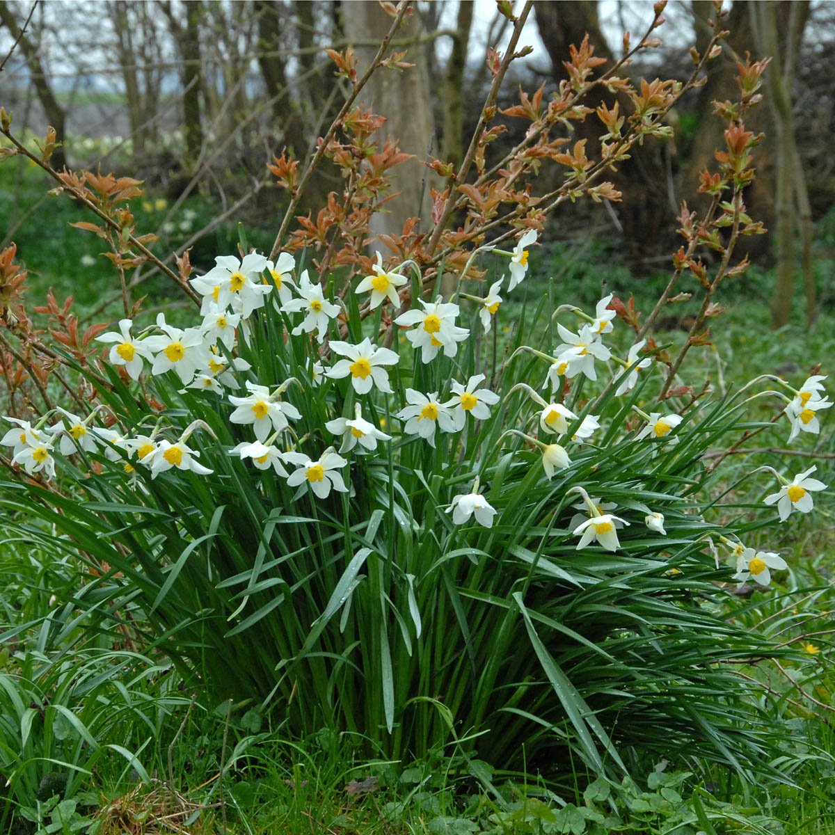 White Lady - wit-gele Small-cupped narcis - Fluwel