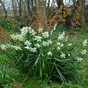 White Lady - Narcissus - Fluwel