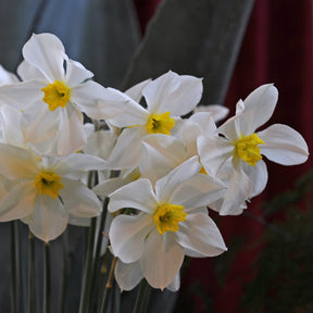 White Lady - Narcissus - Fluwel