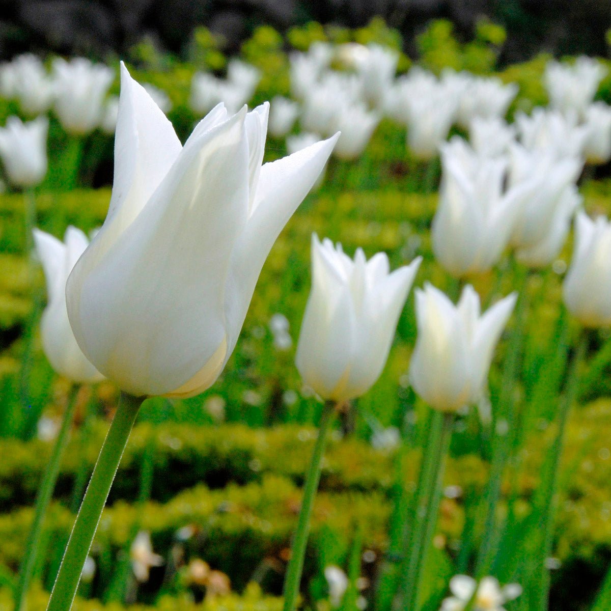 White Triumphator - Tulips - Fluwel