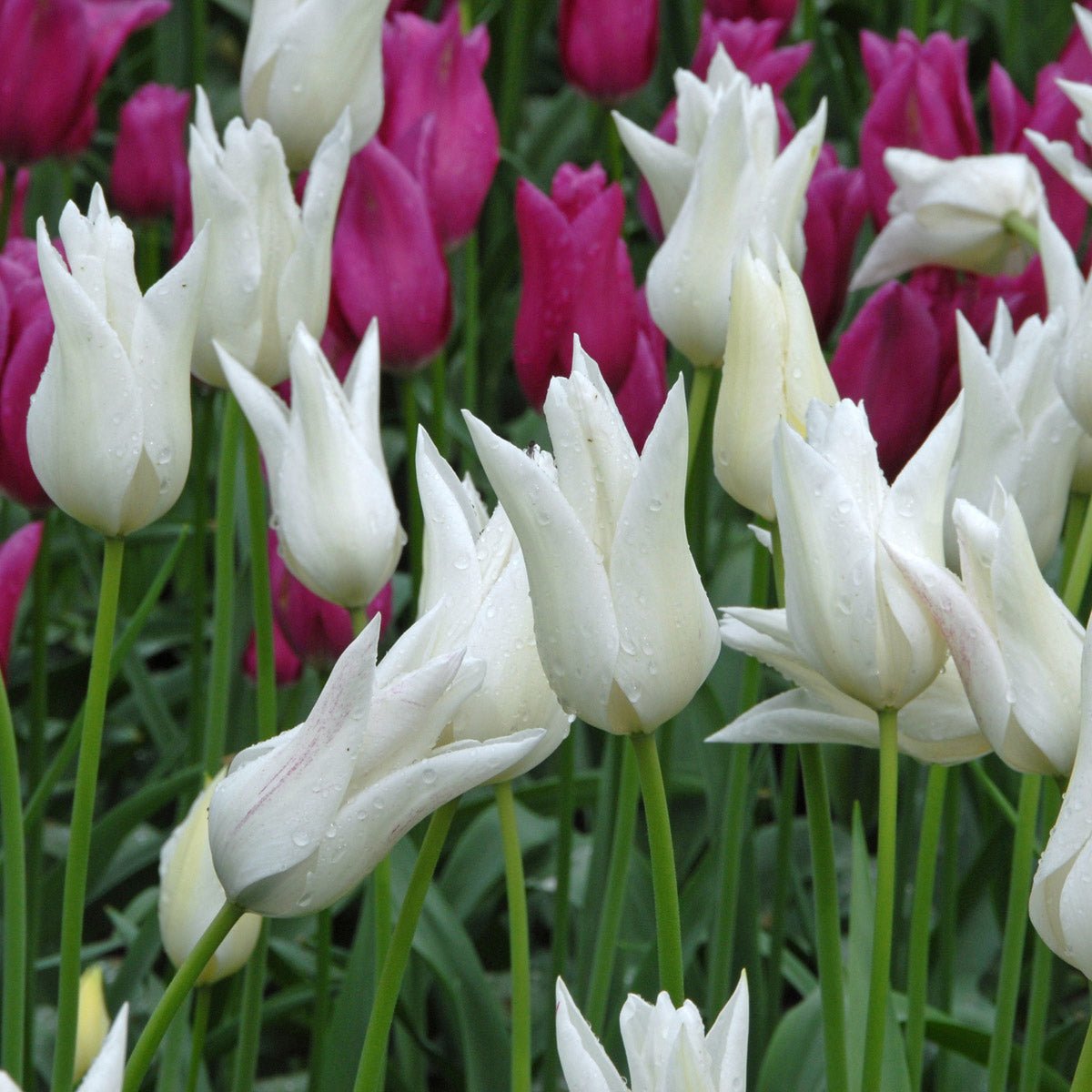 White Triumphator - Tulips - Fluwel