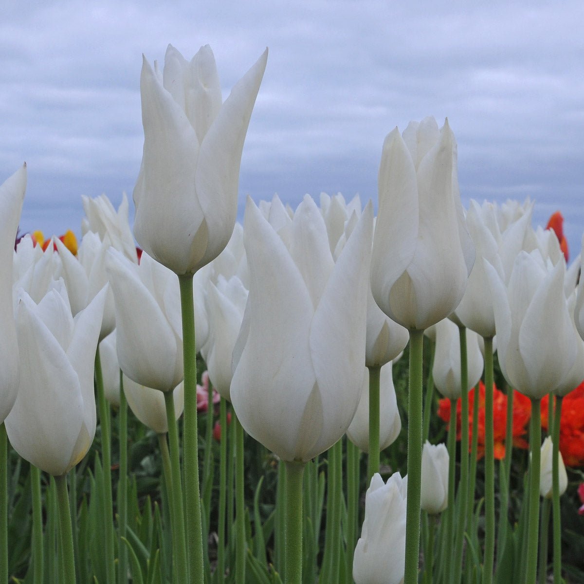 White Triumphator - Tulips - Fluwel