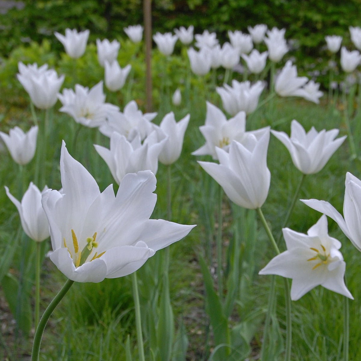 White Triumphator - Tulips - Fluwel