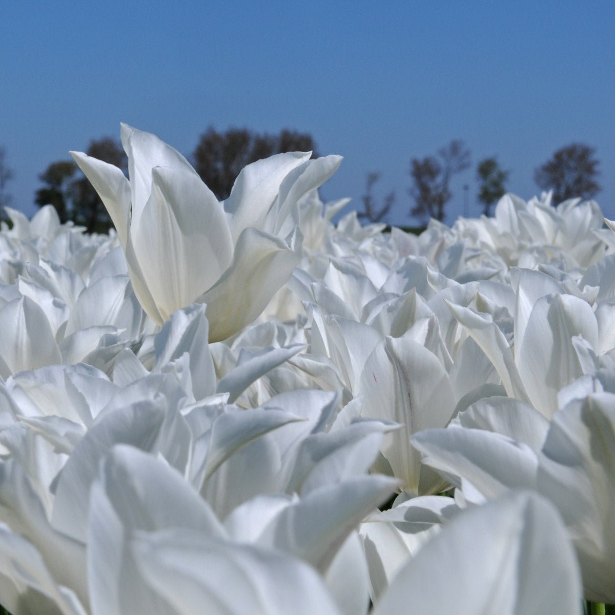 White Triumphator - Tulips - Fluwel