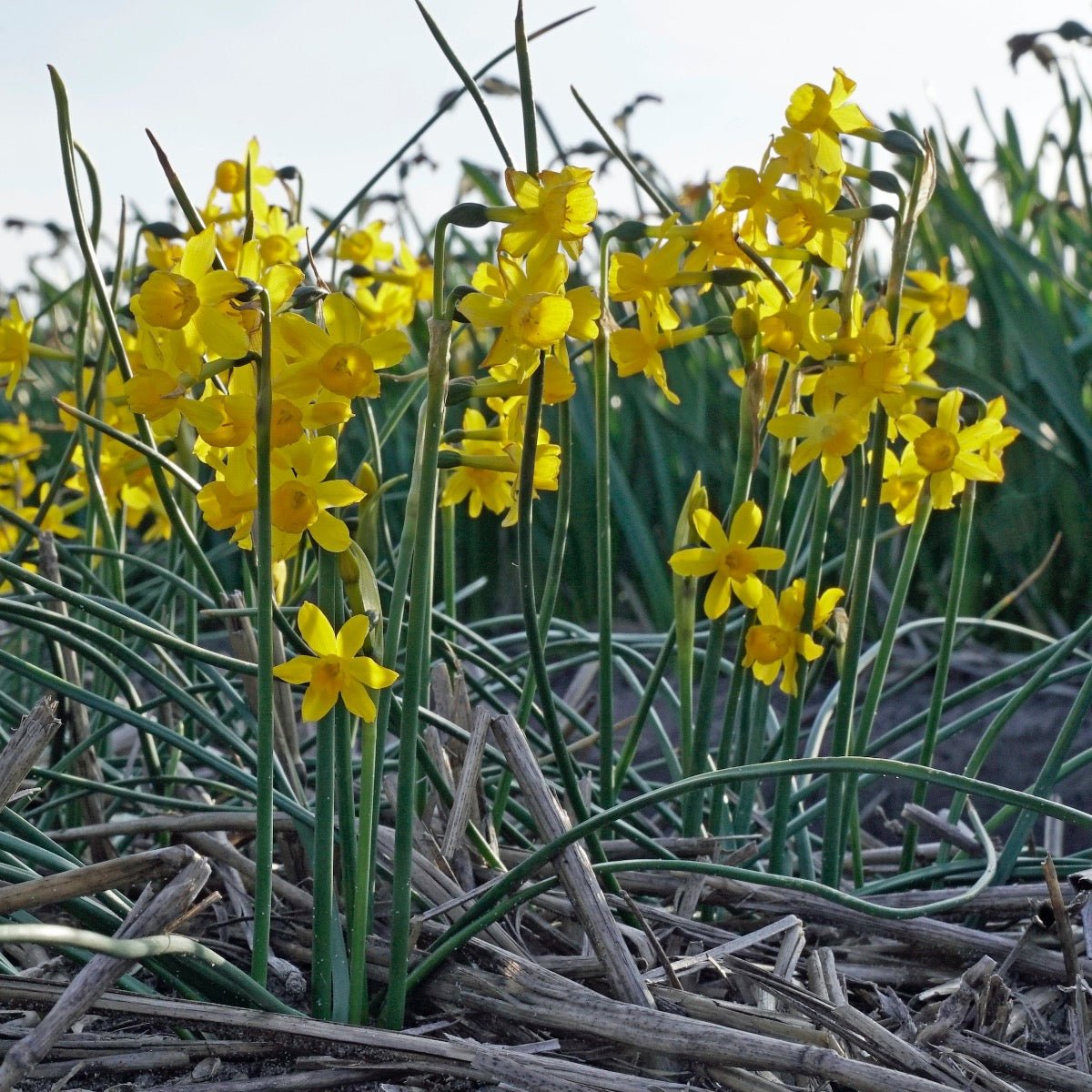 Willkommii - gele Jonquilla narcis - Fluwel