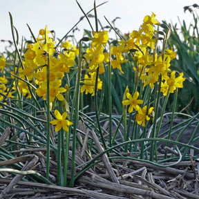 Willkommii - Narcissus - Fluwel