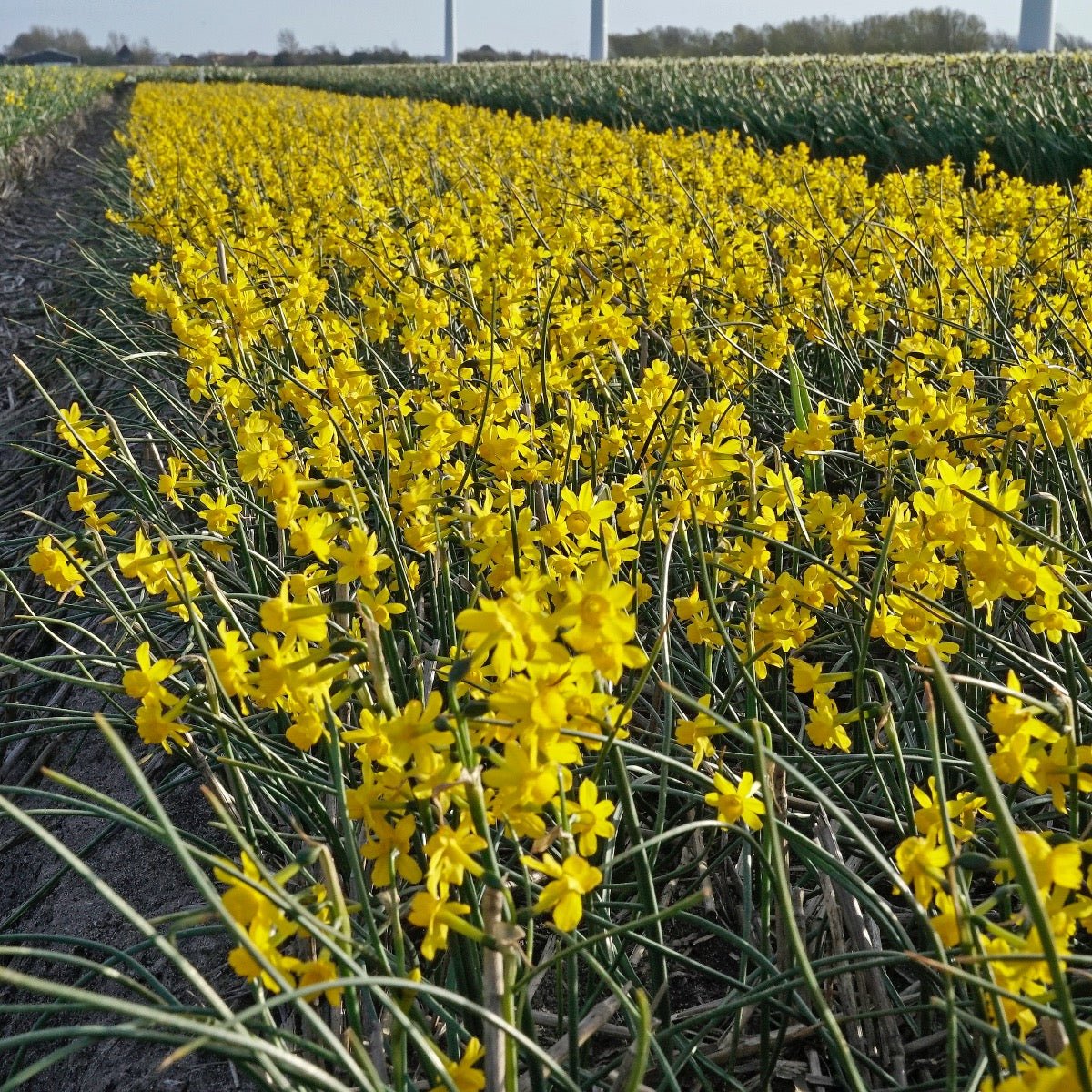 Willkommii - gele Jonquilla narcis - Fluwel