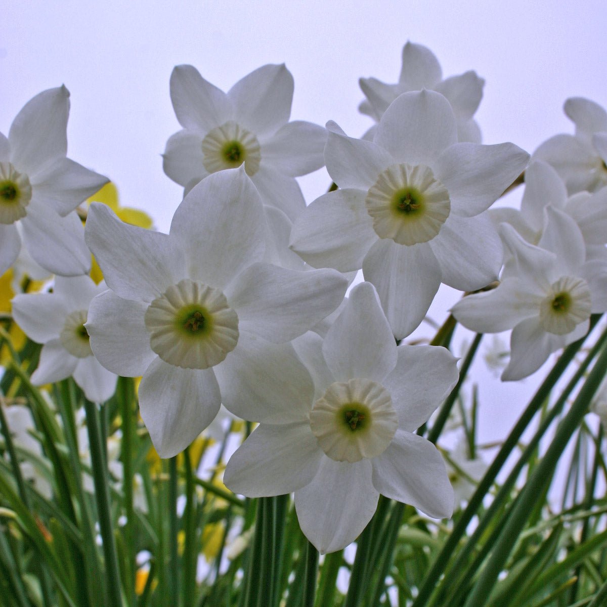 Xit - Narcissus - Fluwel