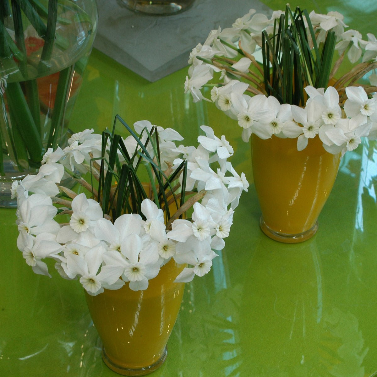 Xit - Narcissus - Fluwel