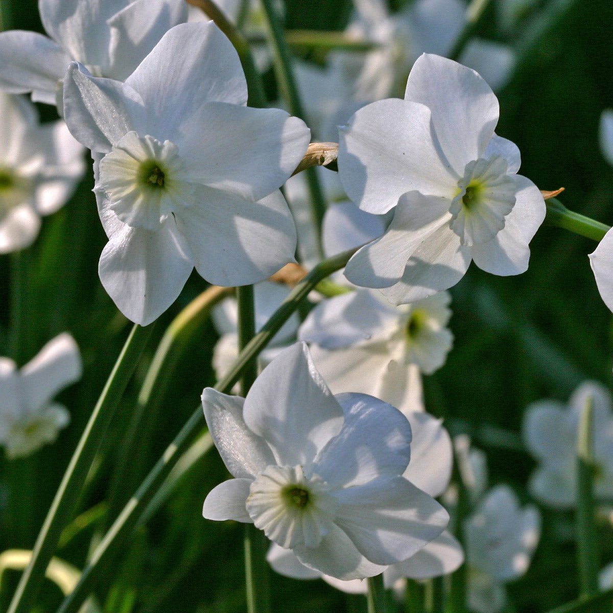 Xit - Narcissus - Fluwel