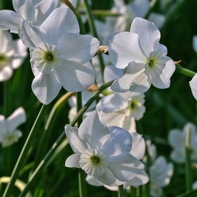 Xit - Narcissus - Fluwel