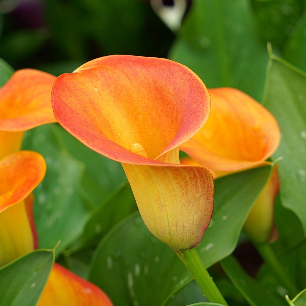 Zantedeschia Brunello - Zantedeschias - Fluwel