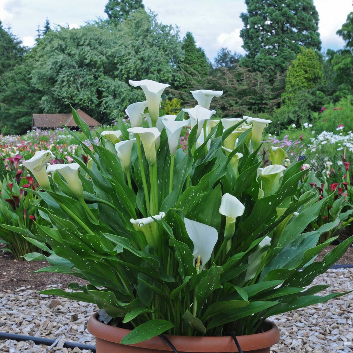Zantedeschia Captain Fresco - witte zantedeschia - Fluwel
