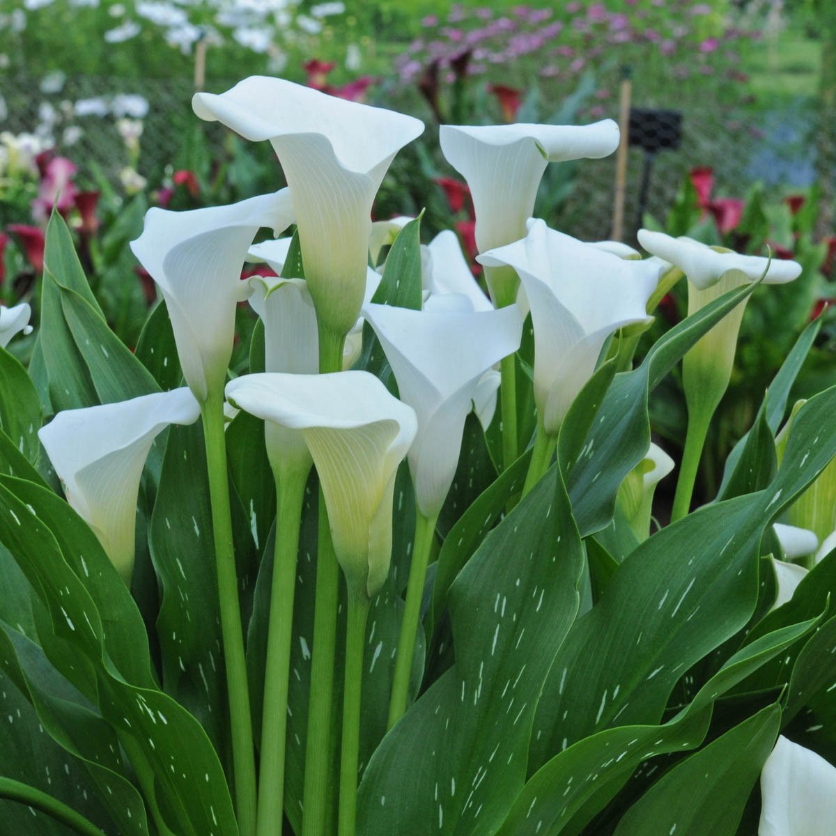 Zantedeschia Captain Fresco - witte zantedeschia - Fluwel