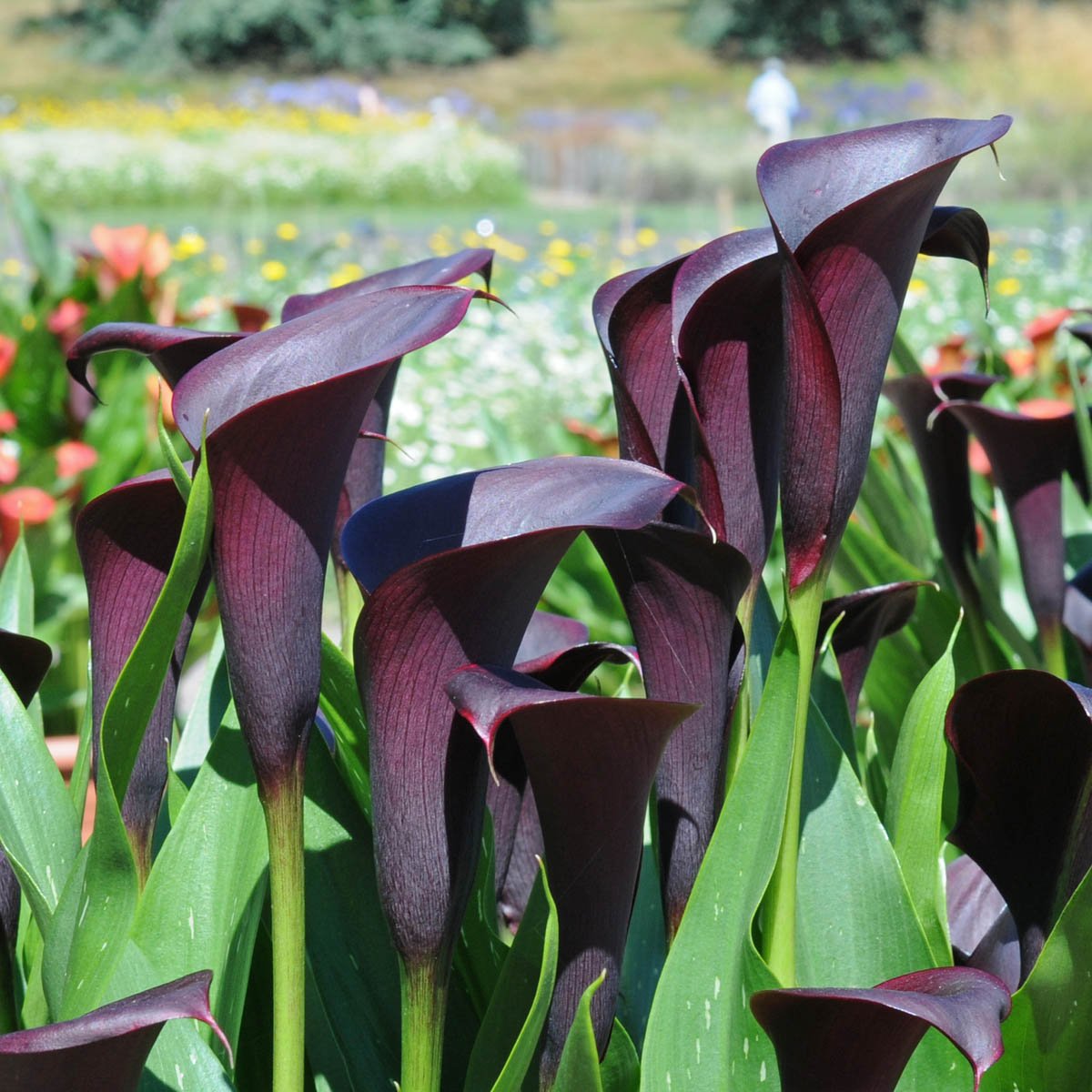 Zantedeschia Odessa - zwarte zantedeschia - Fluwel
