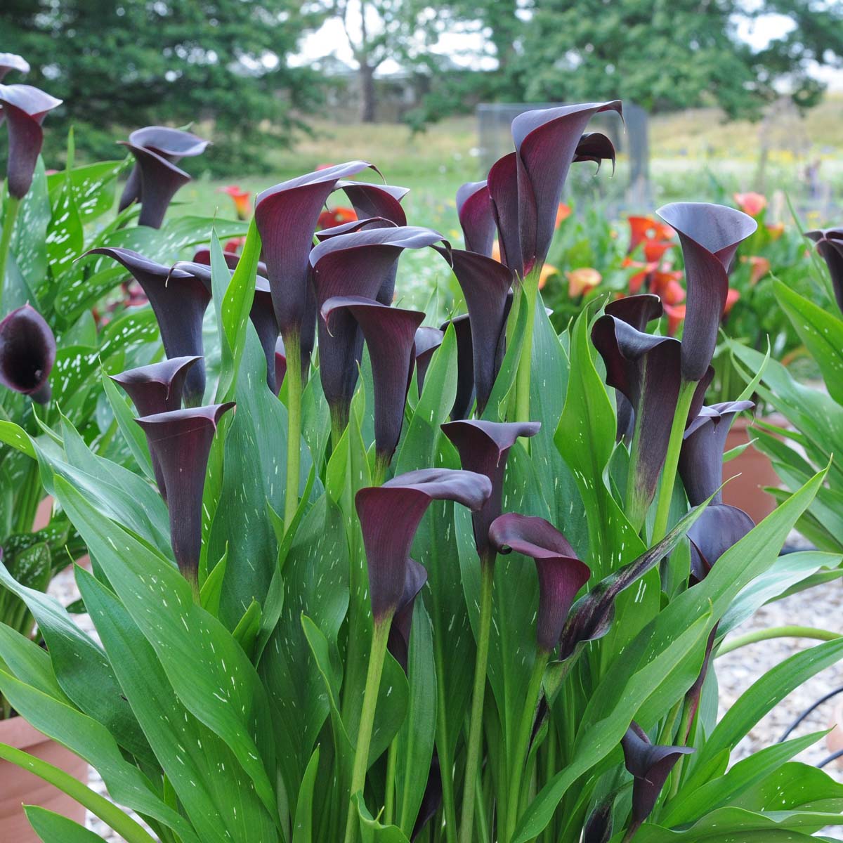 Zantedeschia Odessa - zwarte zantedeschia - Fluwel