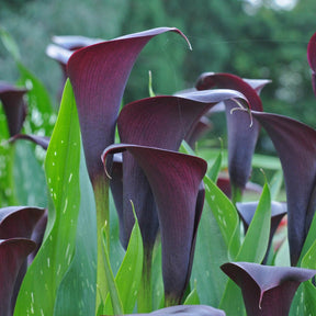 Zantedeschia Odessa - Zantedeschias - Fluwel