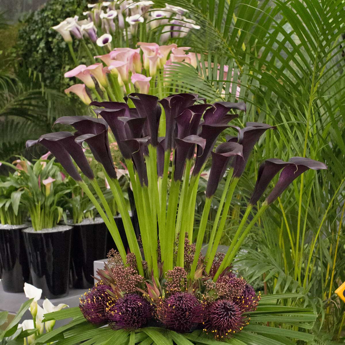 Zantedeschia Odessa - zwarte zantedeschia - Fluwel